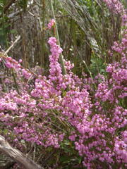 Erica gracilis