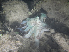 Octopus briareus