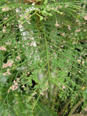 Phyllanthus mimosoides