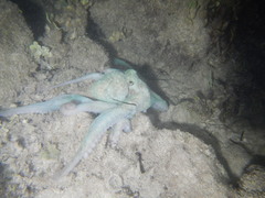 Octopus briareus