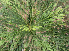 Phyllanthus mimosoides