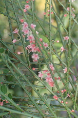 Phyllanthus mimosoides