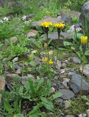 Leontodon caucasicus