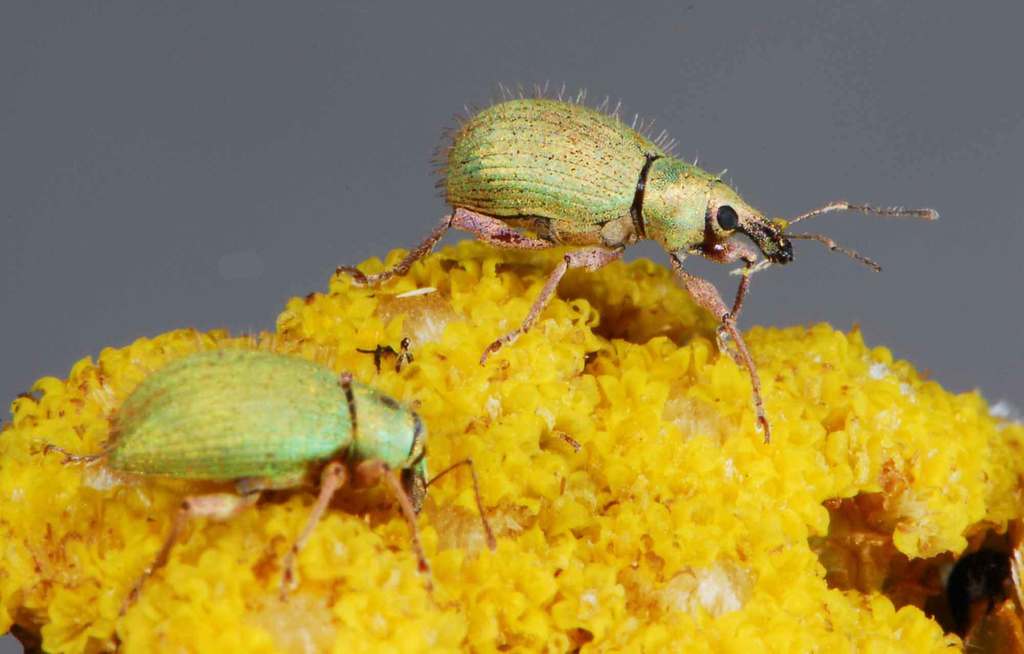 Eremnus setulosus (Curculionidae (True Weevils) of Southern Africa