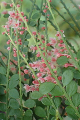 Phyllanthus mimosoides