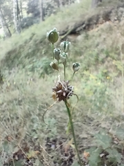 Allium oleraceum