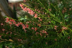Phyllanthus mimosoides