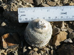 Epithelantha greggii greggii