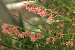 Phyllanthus mimosoides