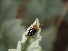 Podagrica fuscicornis