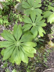 Podophyllum