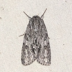 Acronicta longa