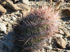 Thelocactus bicolor