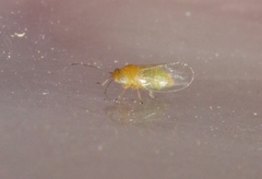 Heteropsylla