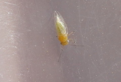 Heteropsylla