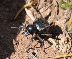 Moluris gibba