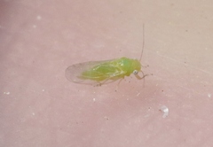 Heteropsylla