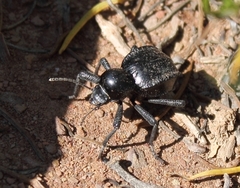 Moluris gibba