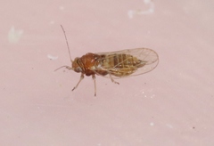 Heteropsylla