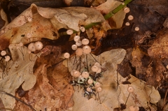 Marasmius bulliardii