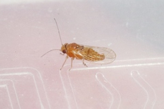 Heteropsylla