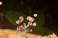 Marasmius bulliardii