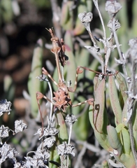 Empusa binotata