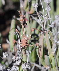 Empusa binotata