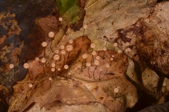 Marasmius bulliardii