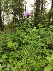Cirsium