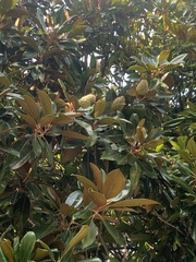 Magnolia grandiflora