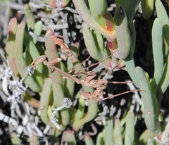 Empusa binotata
