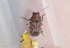 Pachybrachis latithorax