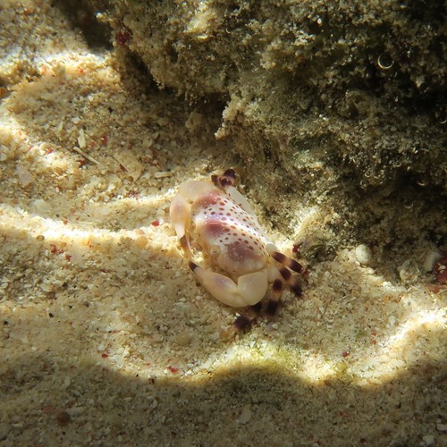 Xanthias punctatus observed 2020-09-28