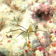 Trigonoplax unguiformis