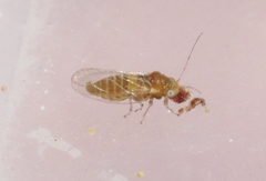 Heteropsylla