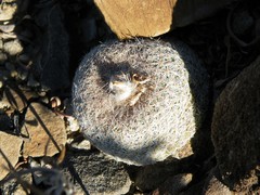 Epithelantha greggii greggii