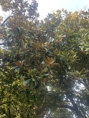 Magnolia grandiflora