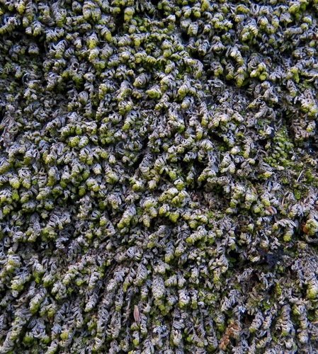 iNaturalist observation photo of Porella