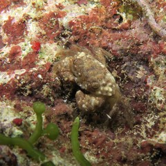 Pilodius areolatus
