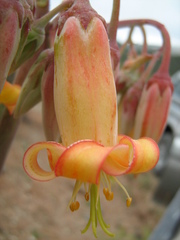 Cotyledon orbiculata spuria