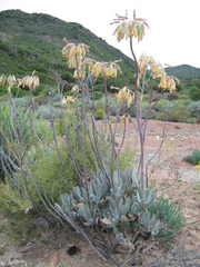 Cotyledon orbiculata spuria
