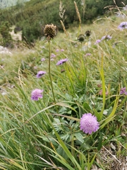 Scabiosa lucida lucida