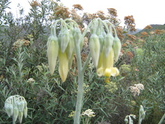 Cotyledon orbiculata spuria