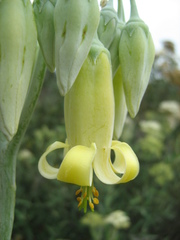 Cotyledon orbiculata spuria