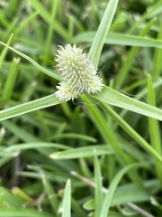 Cyperus echinatus