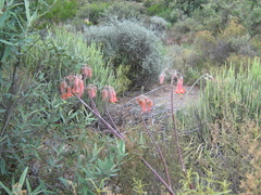 Cotyledon orbiculata spuria
