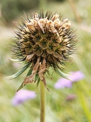 Scabiosa lucida lucida