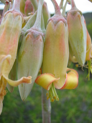 Cotyledon orbiculata spuria