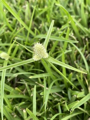 Cyperus echinatus